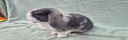 Mini Lop rabbits for sale: Gorgeous mini lops ready next week  - Advert 24