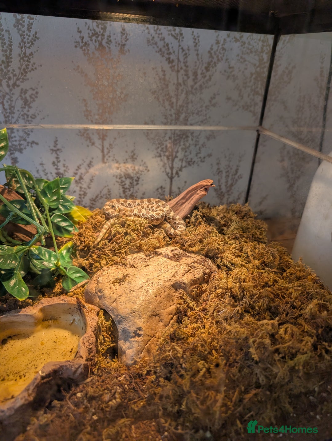 Snake reptiles for sale: Western Hognose Snake for sale  - Advert 5