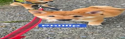 Japanese Shiba Inu dogs for sale: 3 stunning Shiba Inu puppies  - Advert 9