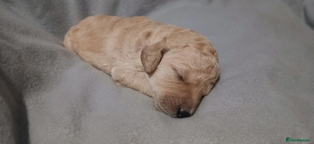 Standard Poodle dogs for sale: Beautiful standard poodle puppies - Advert 10