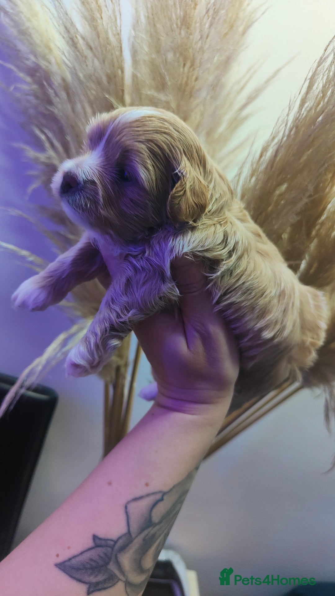 Maltipoo dogs for sale: F1 Tiny Maltipoo Puppies  - Advert 24