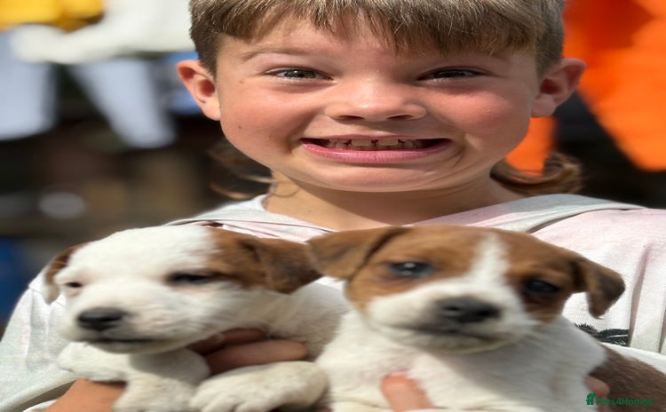 Jack Russell dogs - Advert 10