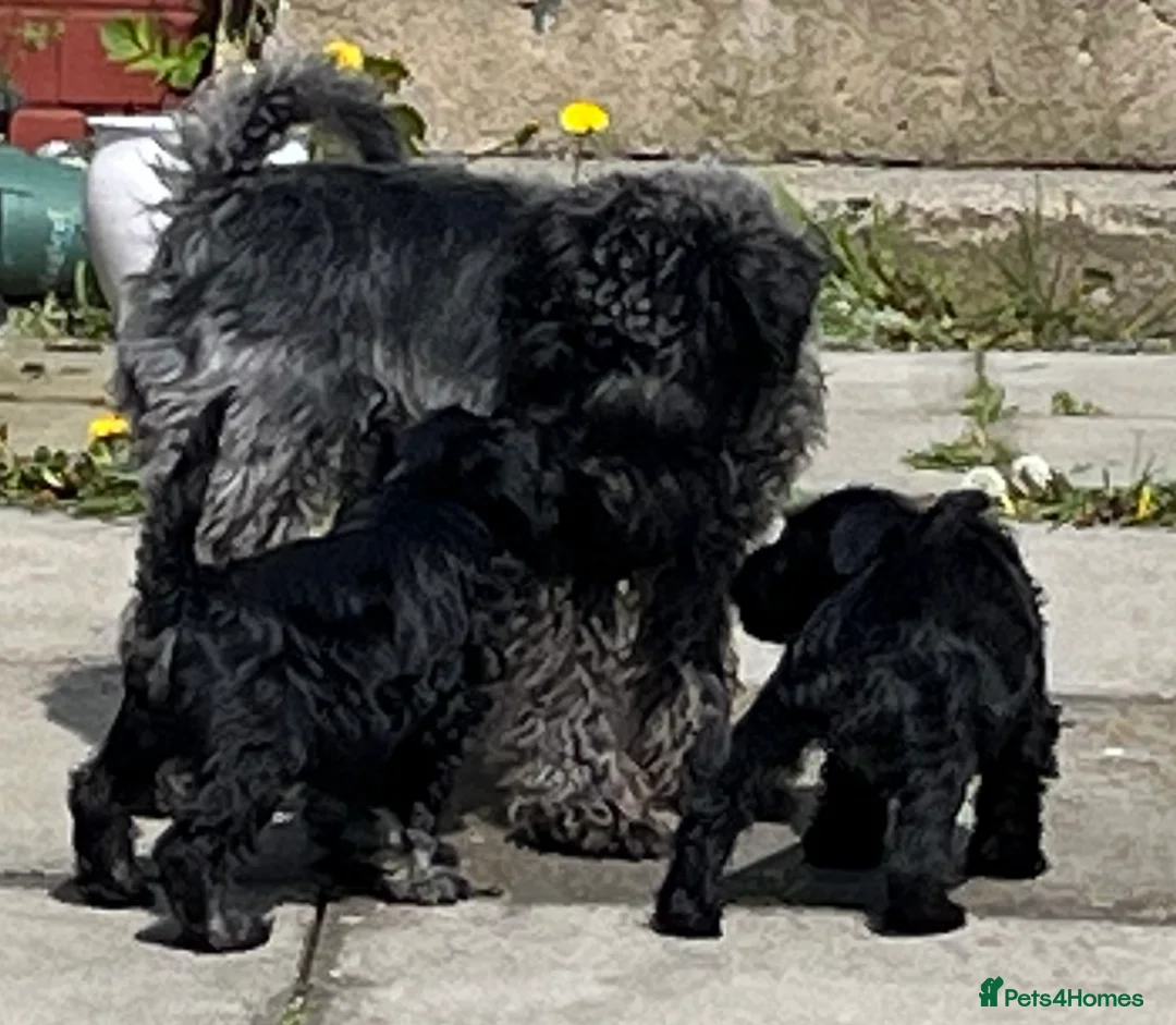 Miniature Schnauzer dogs for sale: KC Miniature Schnauzer Pups in Glasgow - Advert 1