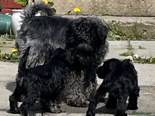 Miniature Schnauzer dogs KC Miniature Schnauzer Pups - Advert 1