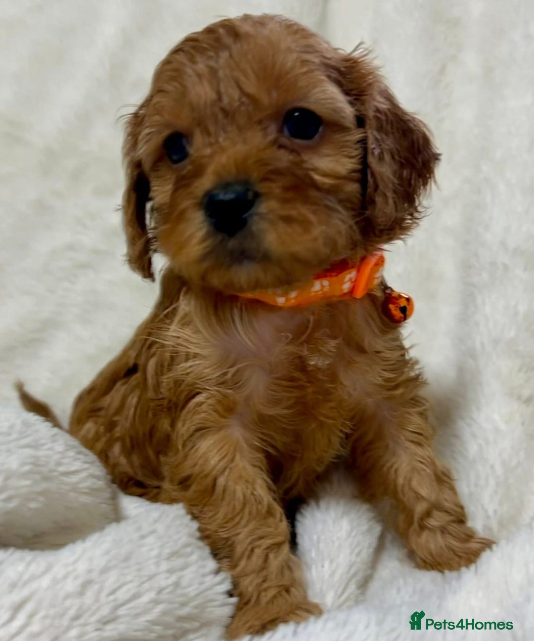 Cavapoo dogs for sale: Cavapoo puppies  - Advert 2