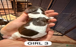 English Springer Spaniel dogs for sale: Gorgeous ESS Puppies-Heavily Marked Liver & White - Image 8