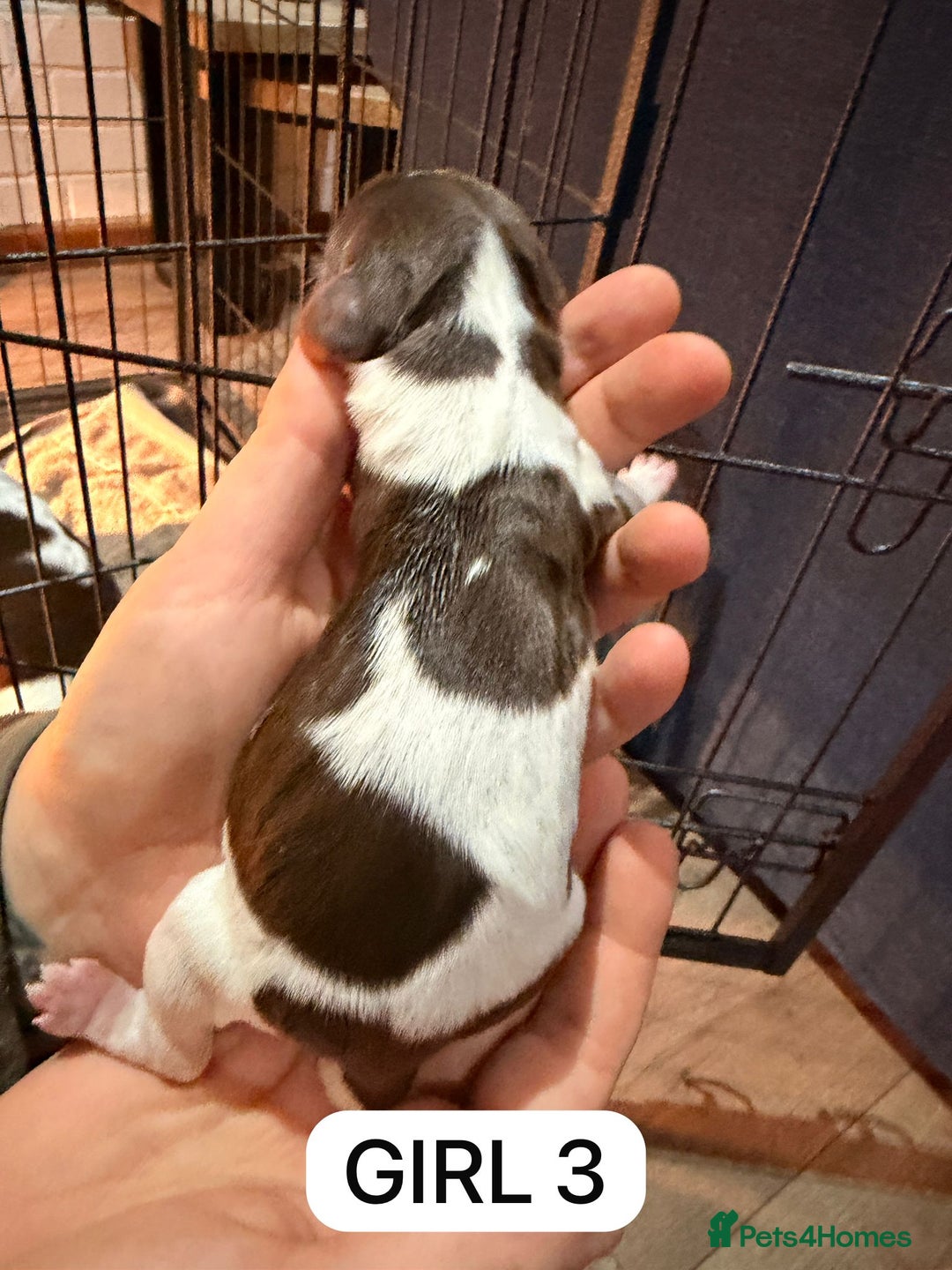 English Springer Spaniel dogs for sale: Gorgeous ESS Puppies-Heavily Marked Liver & White - Image 8