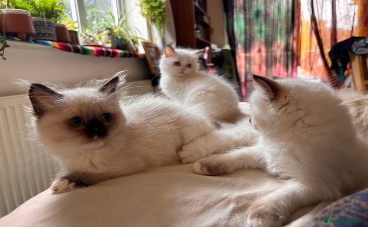 Ragdoll cats - Advert 2