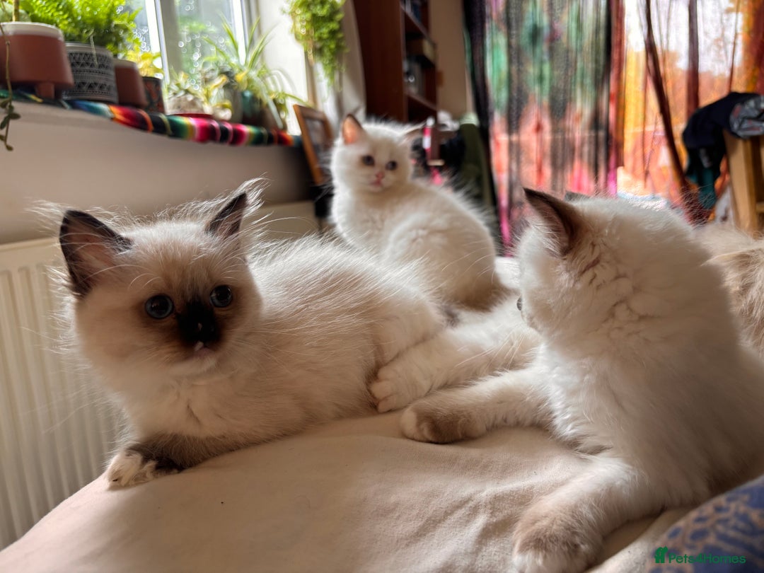 Ragdoll cats for sale: Pedigree Ragdoll Kittens (2xM,1xF) TICA Registered - Image 4