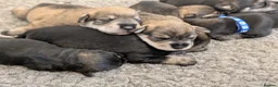 Miniature Schnauzer dogs for sale: KC Health Tested, Miniature Schnauzer Puppies - Advert 1