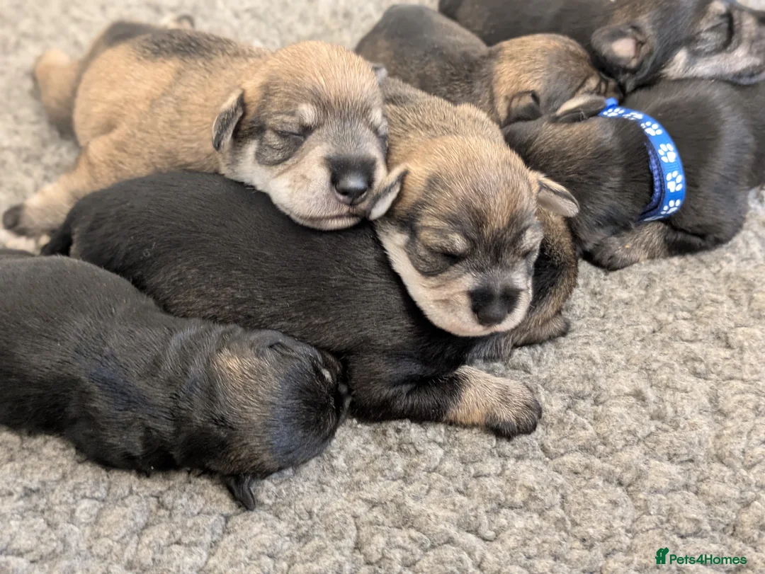 Miniature Schnauzer dogs for sale: KC Health Tested, Miniature Schnauzer Puppies - Advert 1