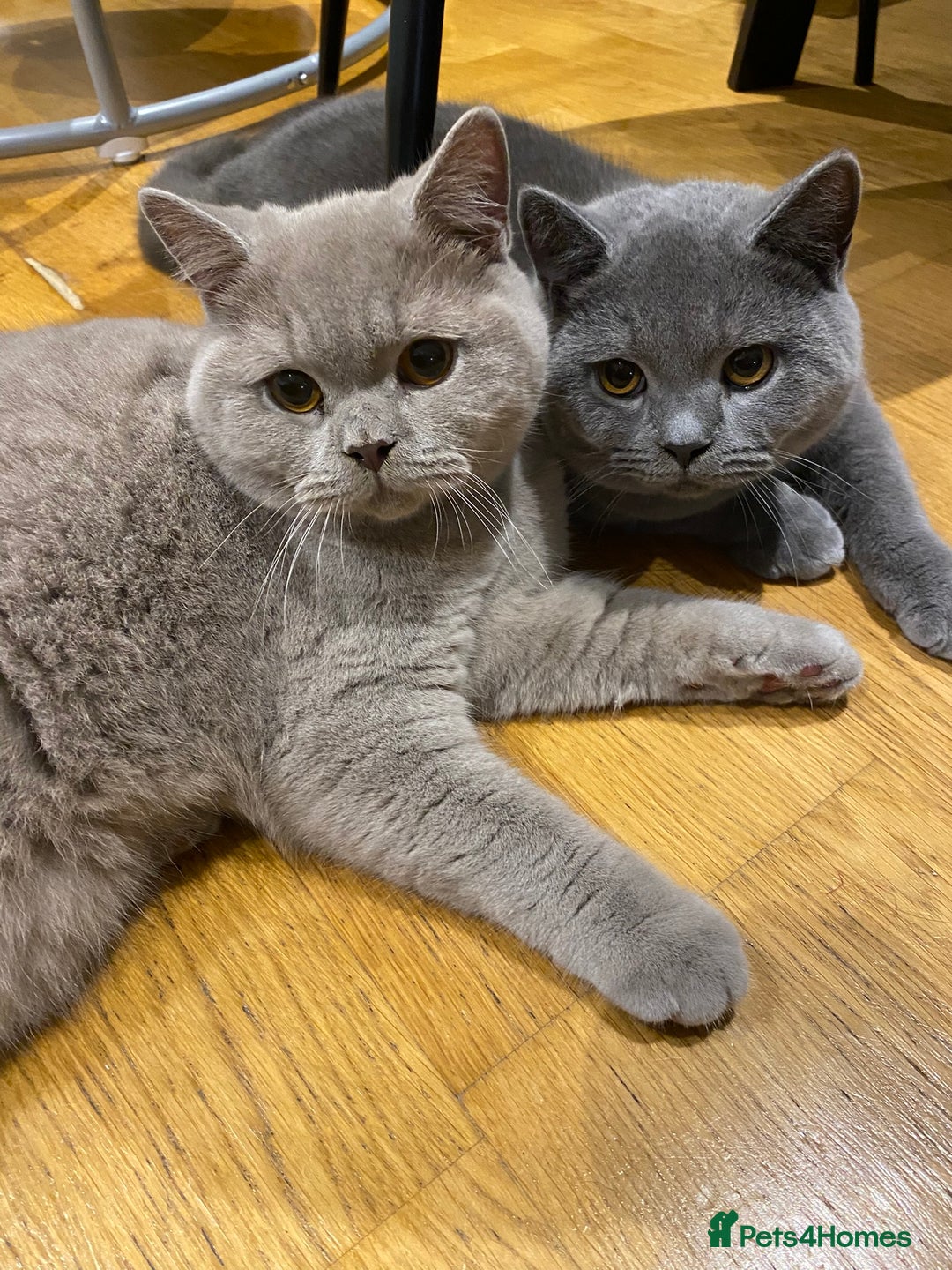 British Shorthair cats for sale: Beautiful Chunkey Kittens Ready for Forever Homes - Advert 6