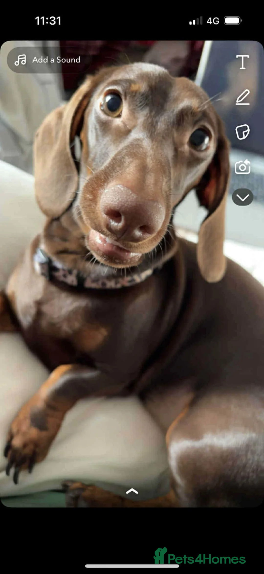 Dachshund dogs for sale: Sandy  - Advert 1