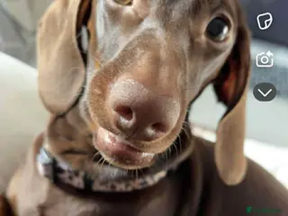 Dachshund dogs Sandy - Advert 3