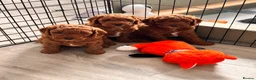 Cavapoochon dogs for sale: 3 Cavapoochon boys in Carmarthen - Advert 14