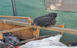 Chickens poultry for sale: Point of Lay hens Jersey Giants, Pekin & Olive egg - Image 14