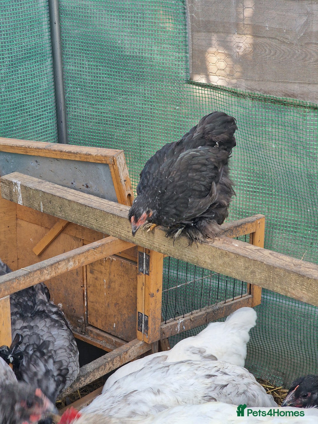 Chickens poultry for sale: Point of Lay hens Jersey Giants, Pekin & Olive egg - Image 14