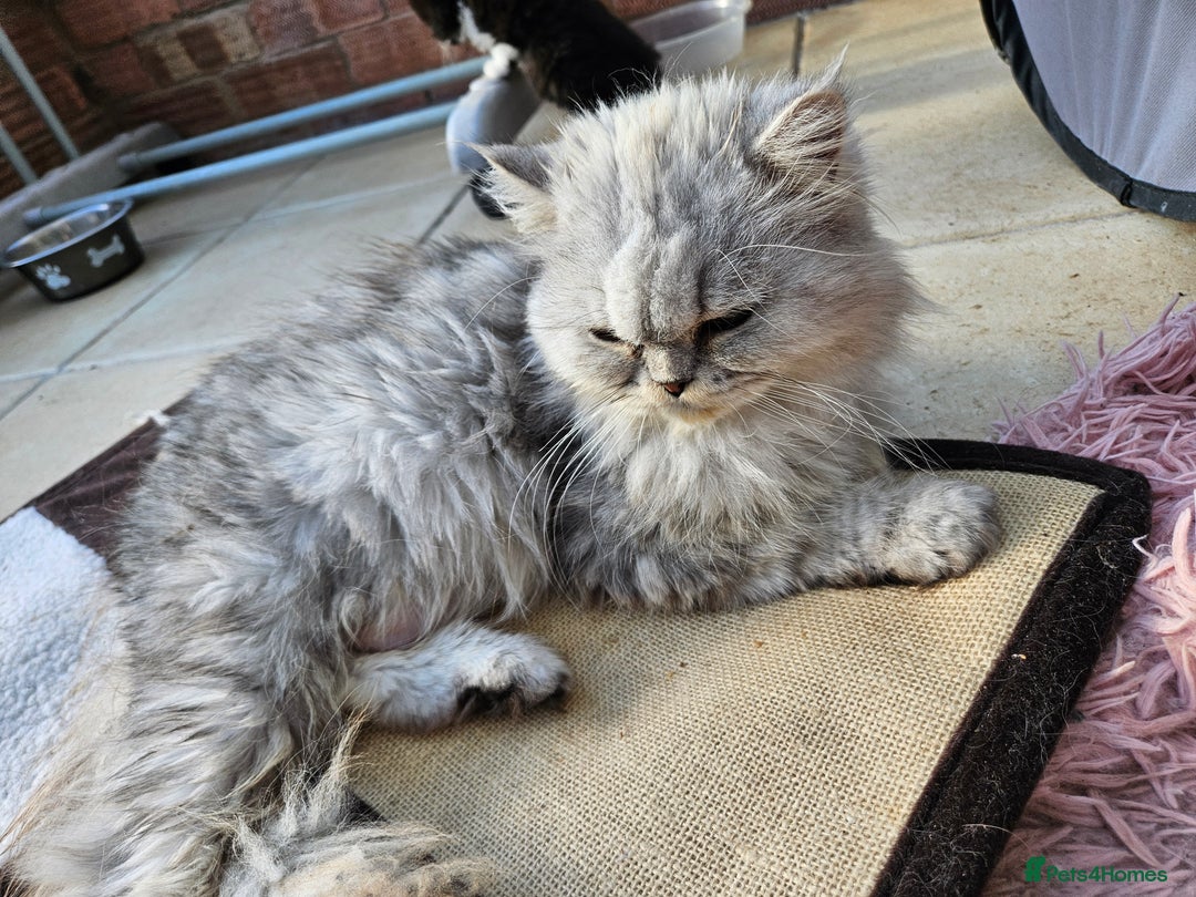 Mixed Breed cats for sale: Adorable Fluffy Chunky Kittens - Image 10