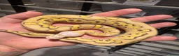 Python Snake reptiles for sale: Royal Python babies for sale…Various morphs. in Crewe - Advert 9