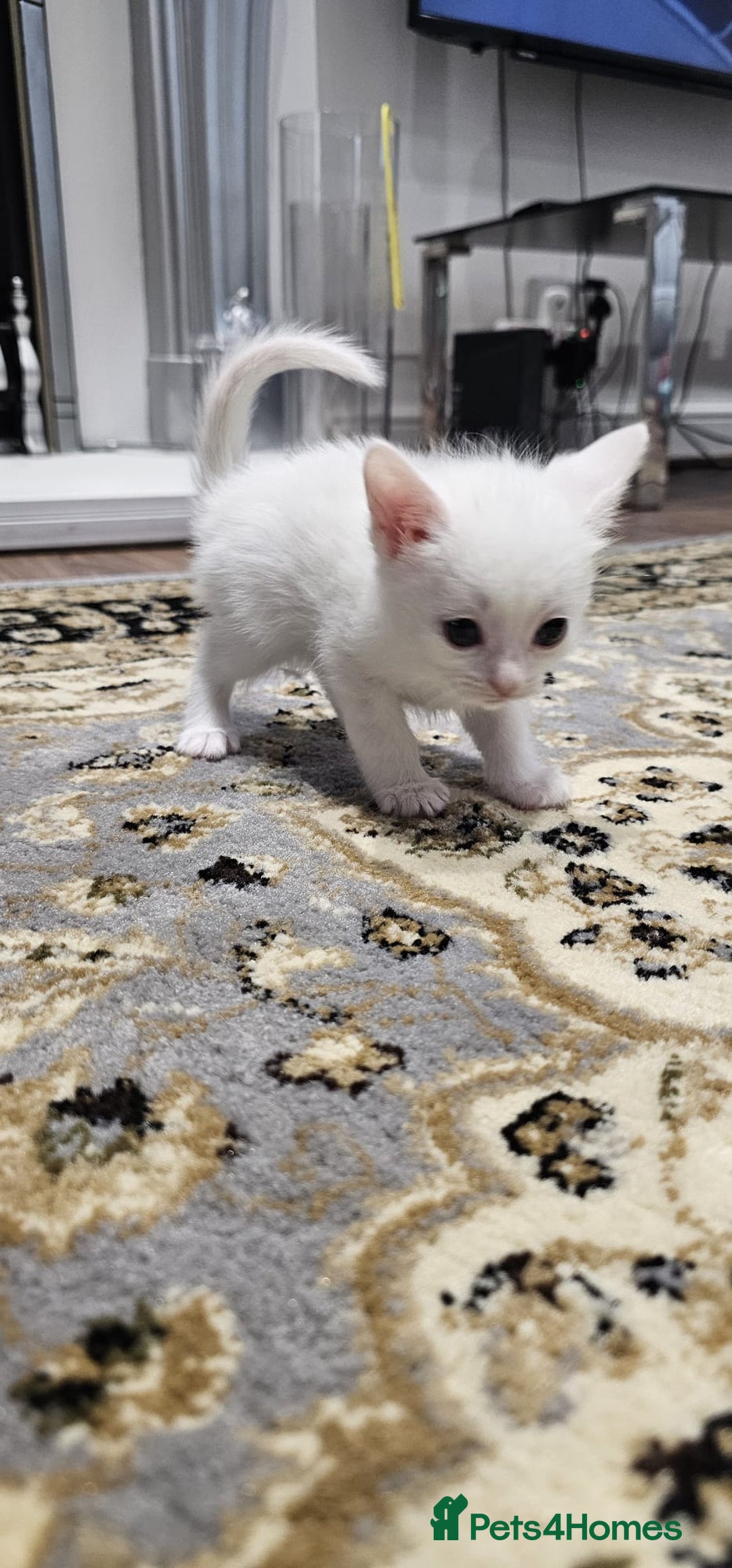 British Shorthair cats for sale: x6 Gorgeous Kittens looking for forever homes - Image 12
