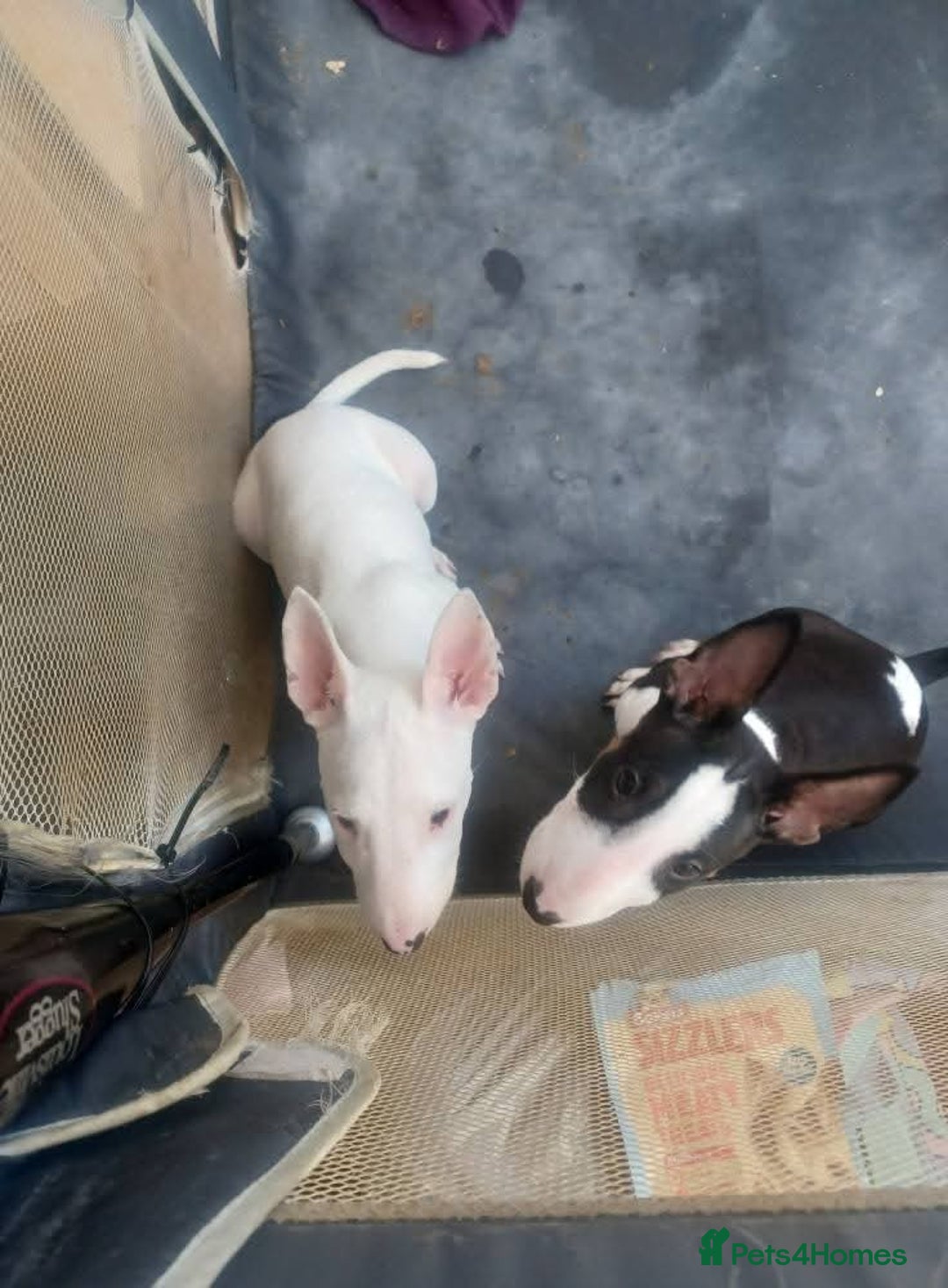 English Bull Terrier dogs for sale: English Bull Terrier pups - Image 2