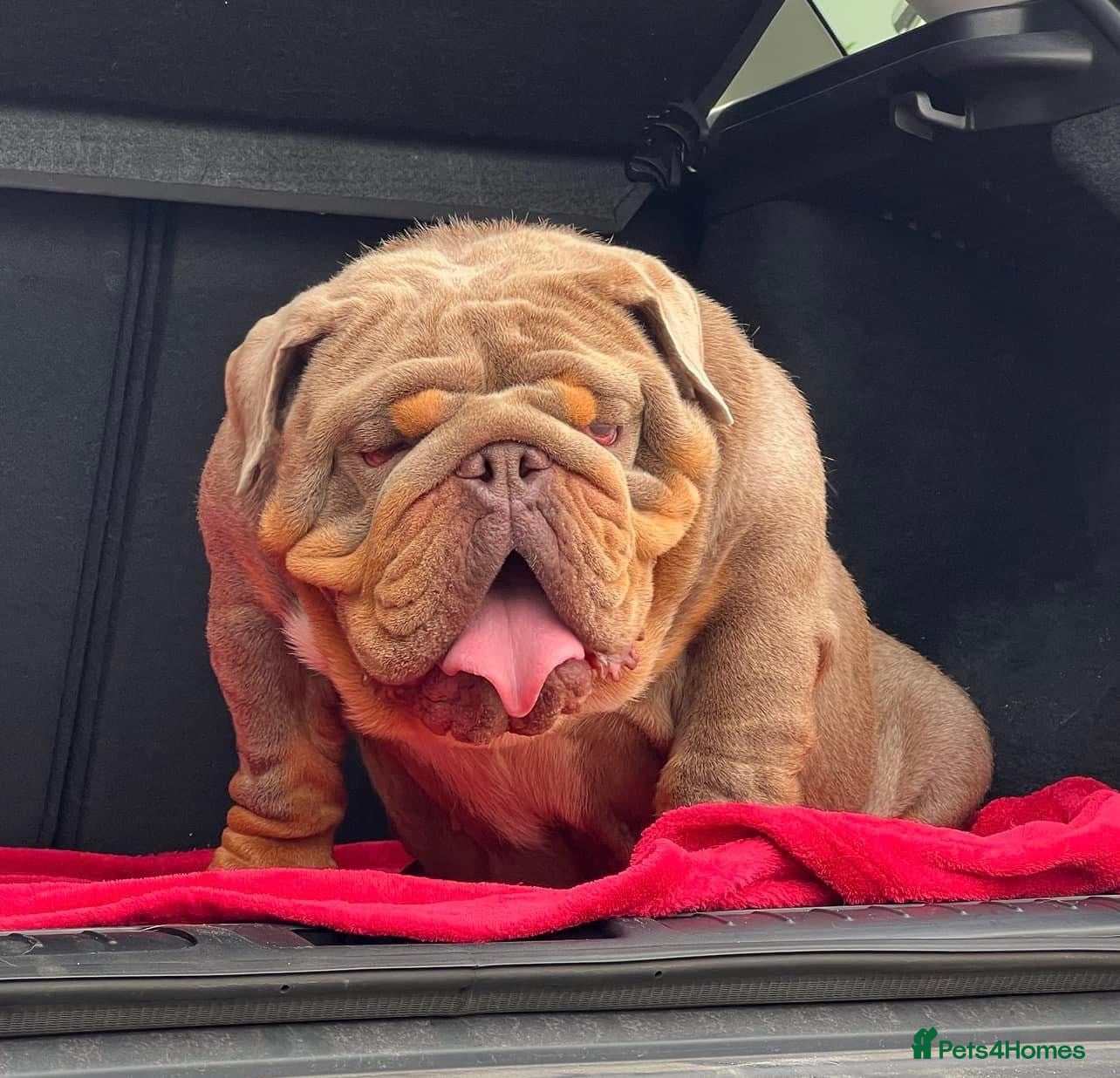 English Bulldog dogs GELATO 🍧 in Middlesbrough - Advert 1