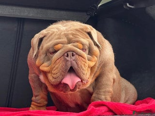 English Bulldog dogs in Middlesbrough - Advert 17