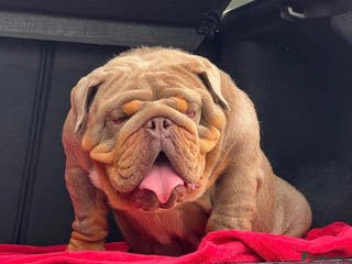 English Bulldog dogs GELATO 🍧 in Middlesbrough - Advert 6