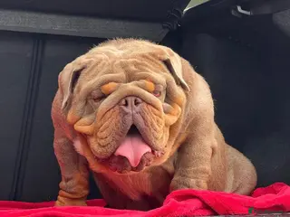 English Bulldog dogs GELATO 🍧 in Middlesbrough - Advert 8