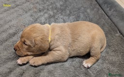 Labrador Retriever dogs for sale: Gorgeous Yellow Labrador Puppies - Image 22
