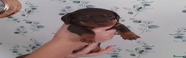 Miniature Dachshund 6