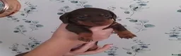 Miniature Dachshund dogs for sale: Miniature Dachshund puppies  in Trimdon Station - Advert 2