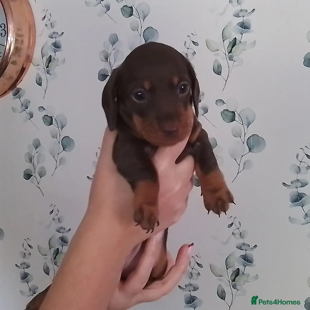 Miniature Dachshund dogs for sale: Miniature Dachshund puppies  in Trimdon Station - Advert 2