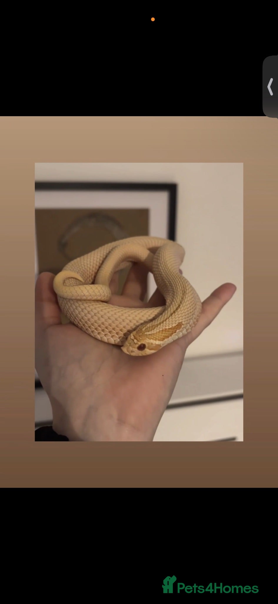 Snake reptiles Male hognose pet only  - Advert 1