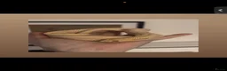Snake reptiles for sale: Male hognose pet only  - Advert 1