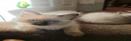 Ragdoll cats for sale: 3 beautiful Ragdoll boys ready forr new homes - Advert 1