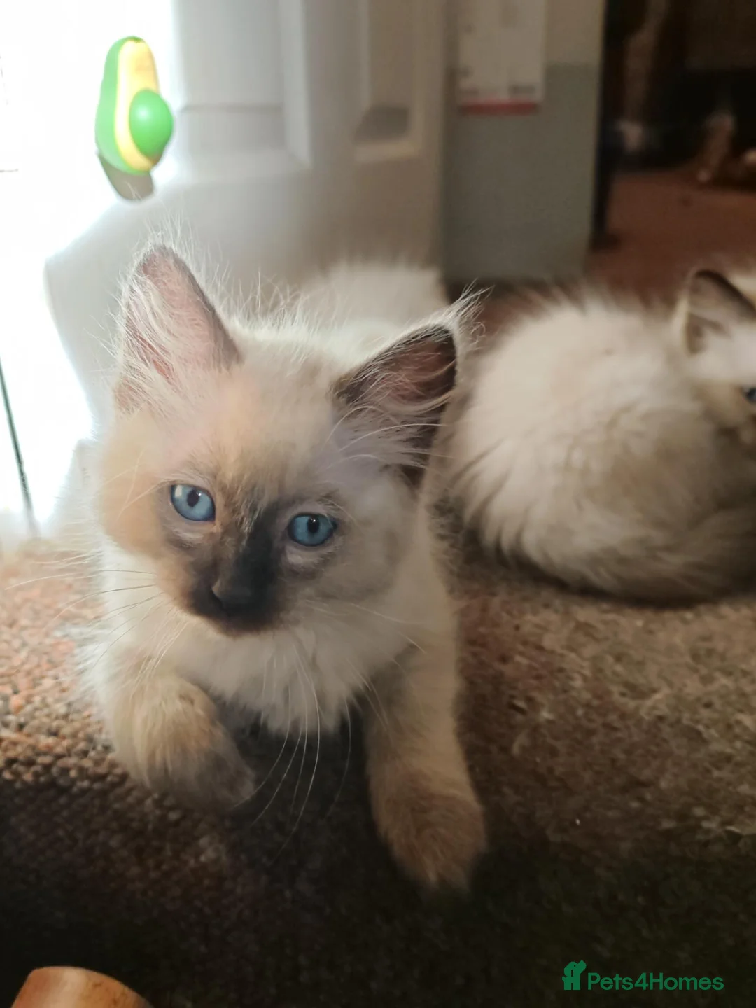 Ragdoll cats for sale: 3 beautiful Ragdoll boys ready forr new homes - Advert 1