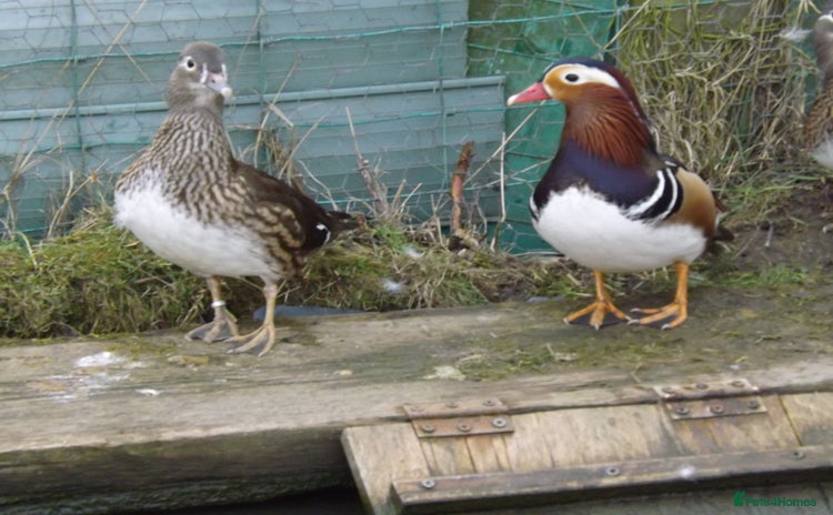 Ducks poultry Pairs of Mandarin Ducks For Sale - Advert 1