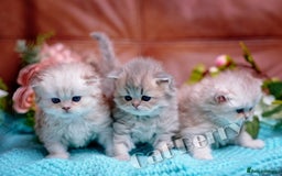 Persian cats for sale: Persian Chinchilla Kittens - Image 1