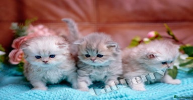 Persian cats - Advert 2