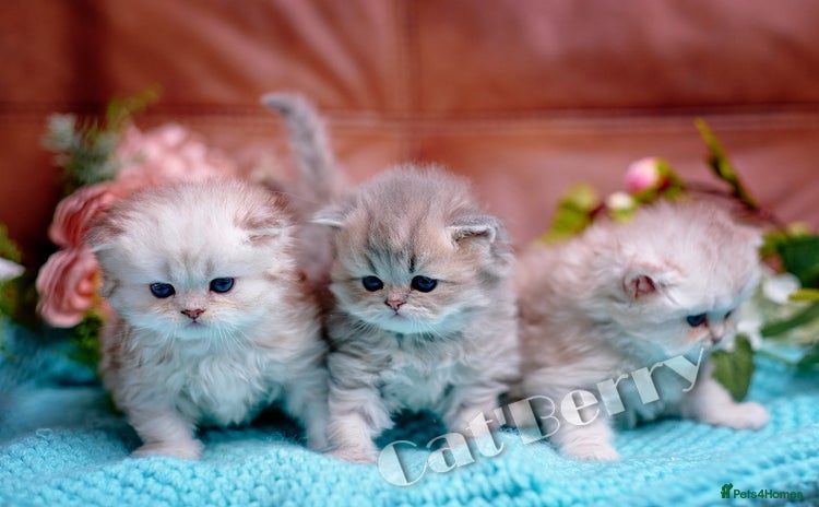 Persian cats - Advert 1