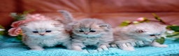 Persian cats for sale:  Persian Chinchilla Kittens - Advert 2