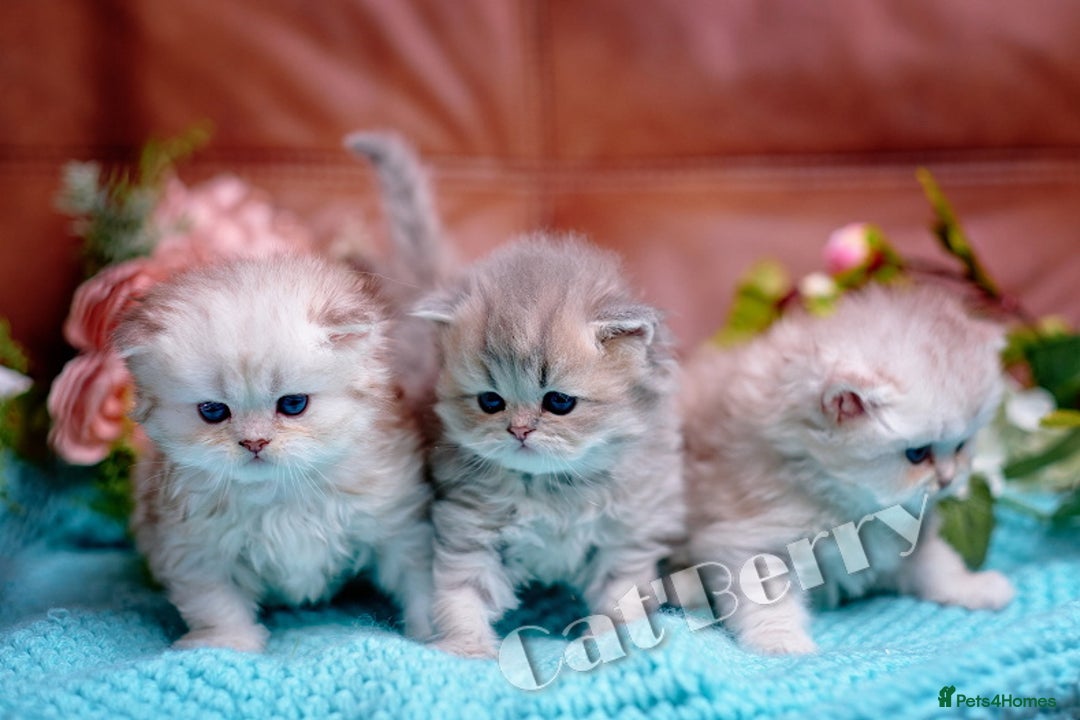 Persian cats for sale: Persian Chinchilla Kittens - Image 1