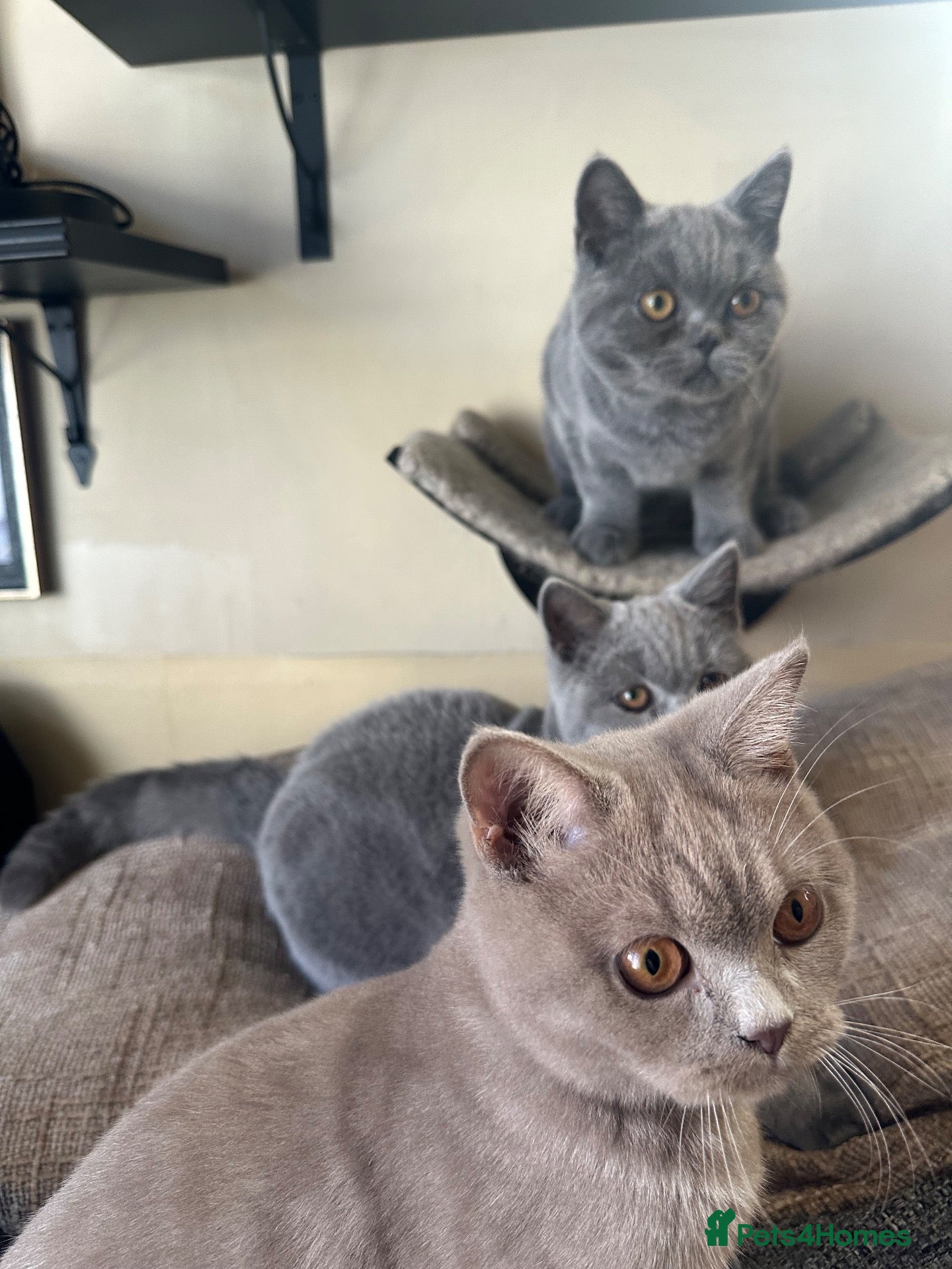 British Shorthair cats British Shorthair GCCF-registered Kittens  - Advert 1
