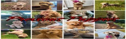 Australian Labradoodle dogs for sale: Top Quality Litter Australian Labradoodle Puppies  - Advert 14
