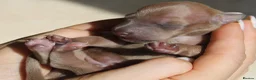 Italian Greyhound dogs for sale: Italian Greyhound Puppies. 5* Licensed Breeder - Advert 4