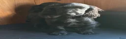 Cocker Spaniel dogs for sale: BEAUTIFUL COCKER SPANIEL PUPPIES  - Advert 11