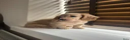 Miniature Dachshund dogs for sale: Cream kc miniature longhair dachshund  - Advert 8