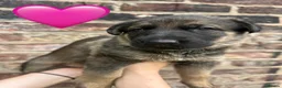 German Shepherd dogs for sale: Dutch shepherd x German shepherd puppies for sale in Stockport - Advert 5
