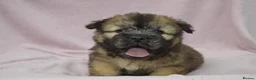 Mixed Breed dogs for sale: the cutest shih zhu mix babies  in Spalding - Advert 6